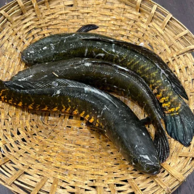 দেশি শোল মাছ ৯০০