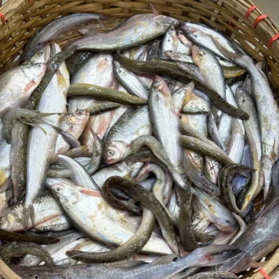নদীর দেশি পাঁচমিশালি মাছ