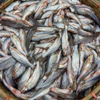 নদীর গুলশা মাছ রেগুলার সাইজ