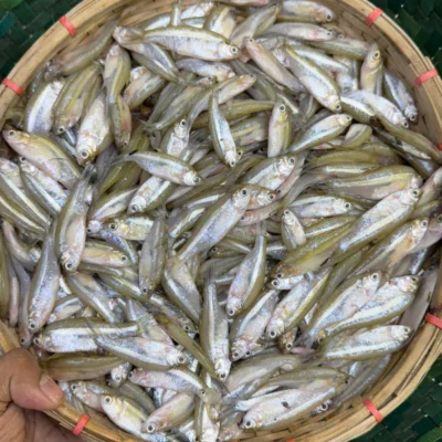 নদীর মলা মাছ মিক্সড সাইজ